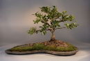 Ficus nitida